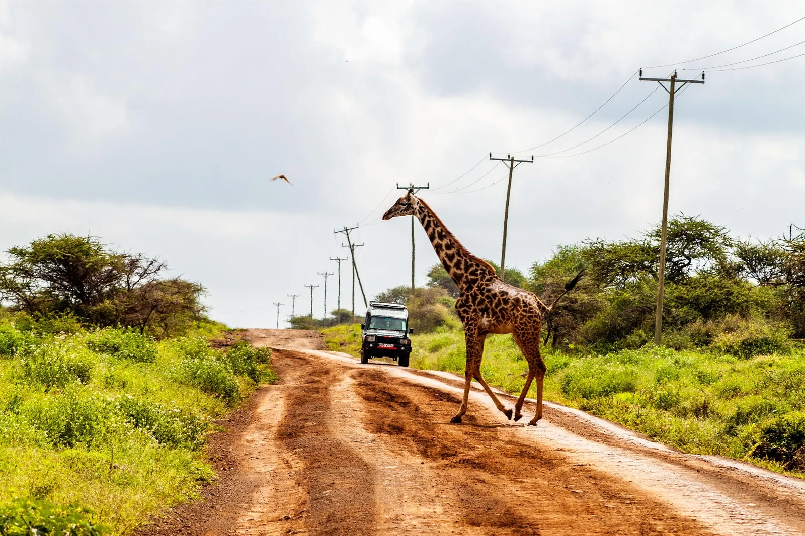 Amboseli National Park with Kilimanjaro, Kenya