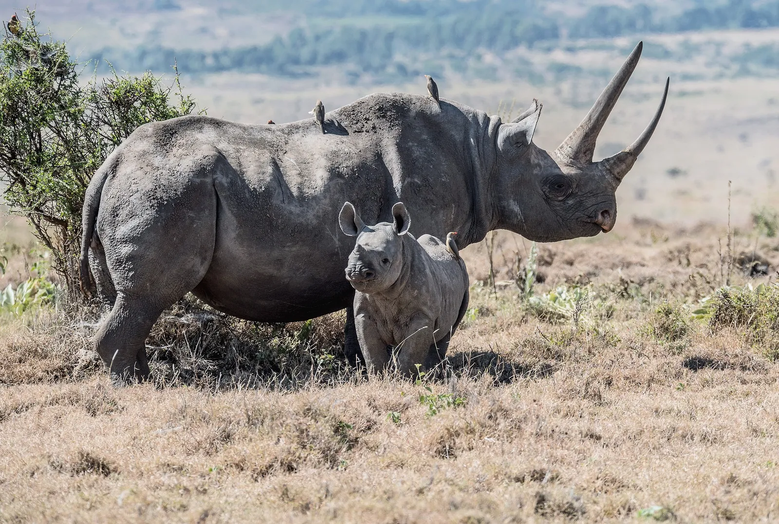 Black rhino in a Kenya conservancy