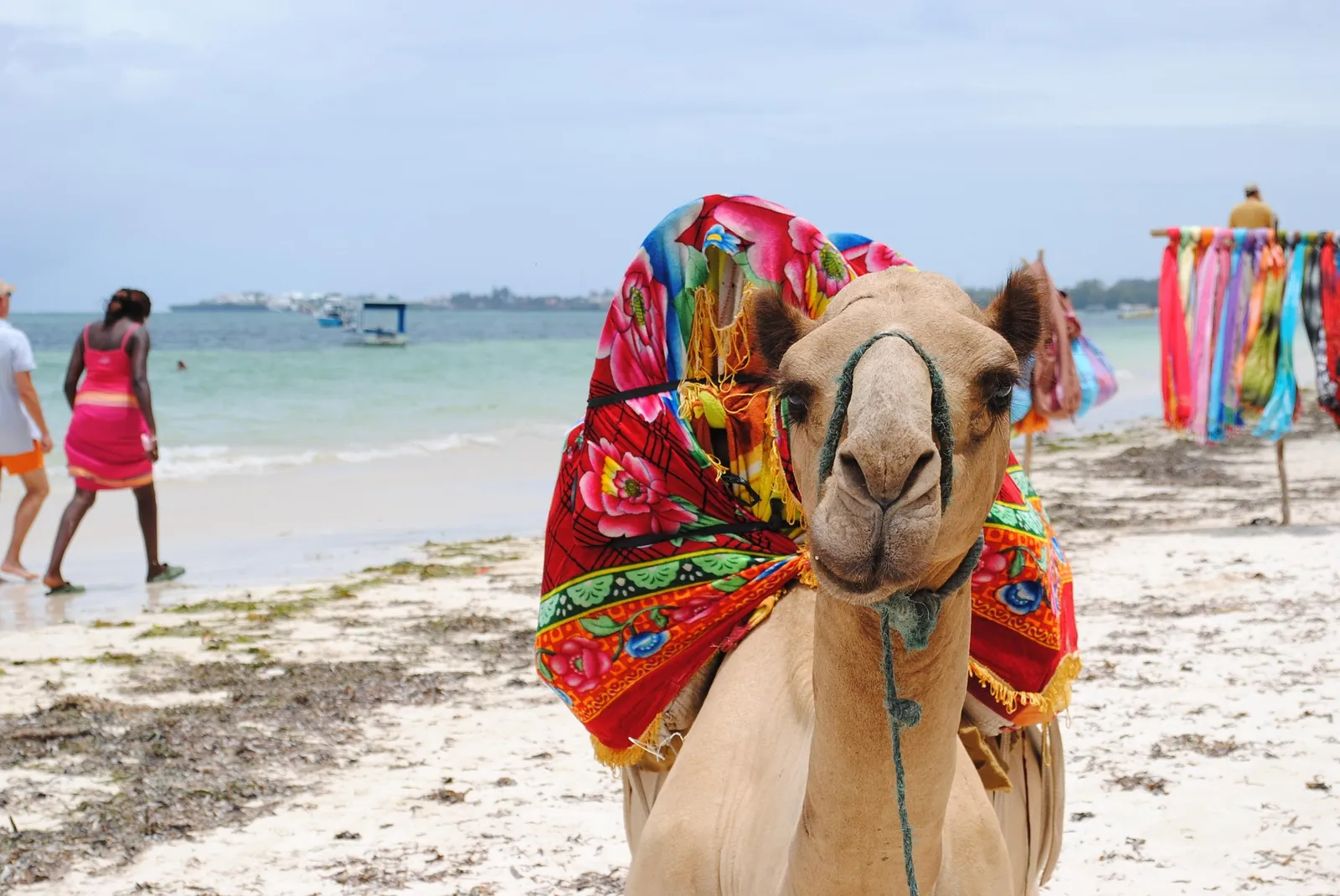 Camel on the beach, Kenyan coast
