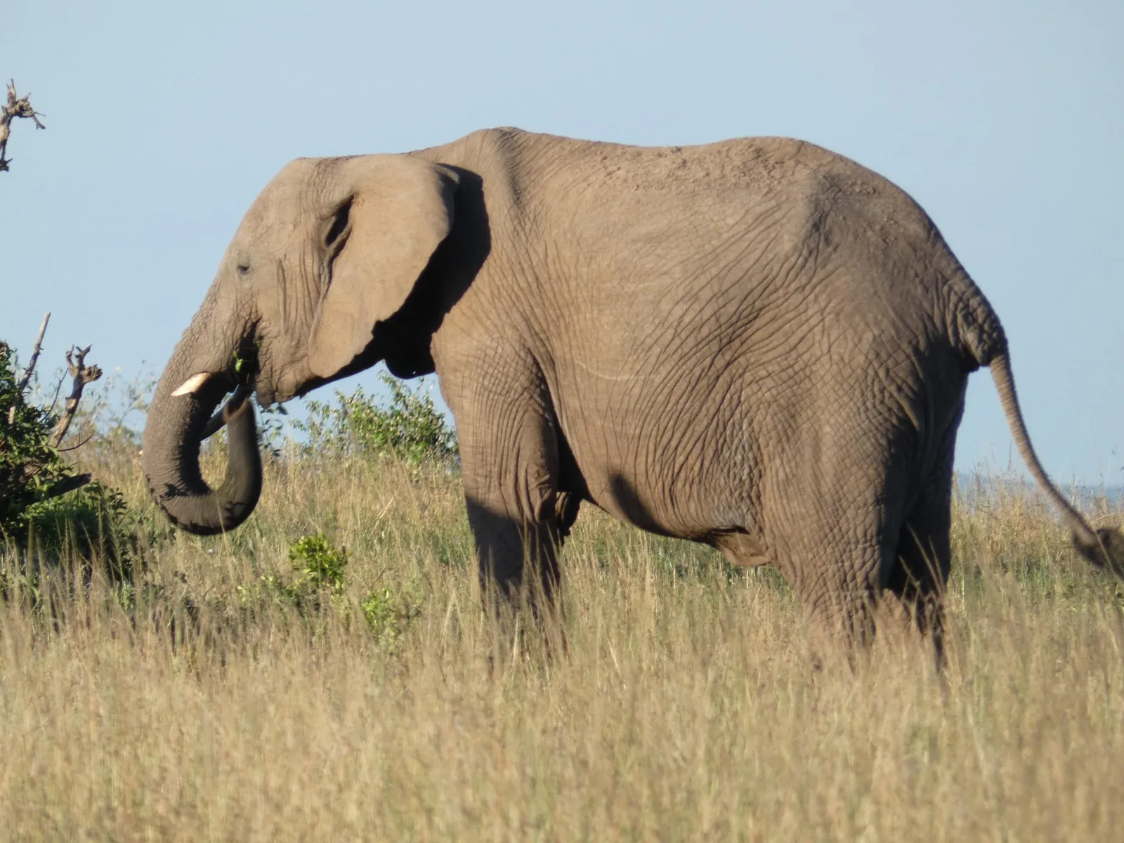 Close-up of an African elephant on a Kenya safari