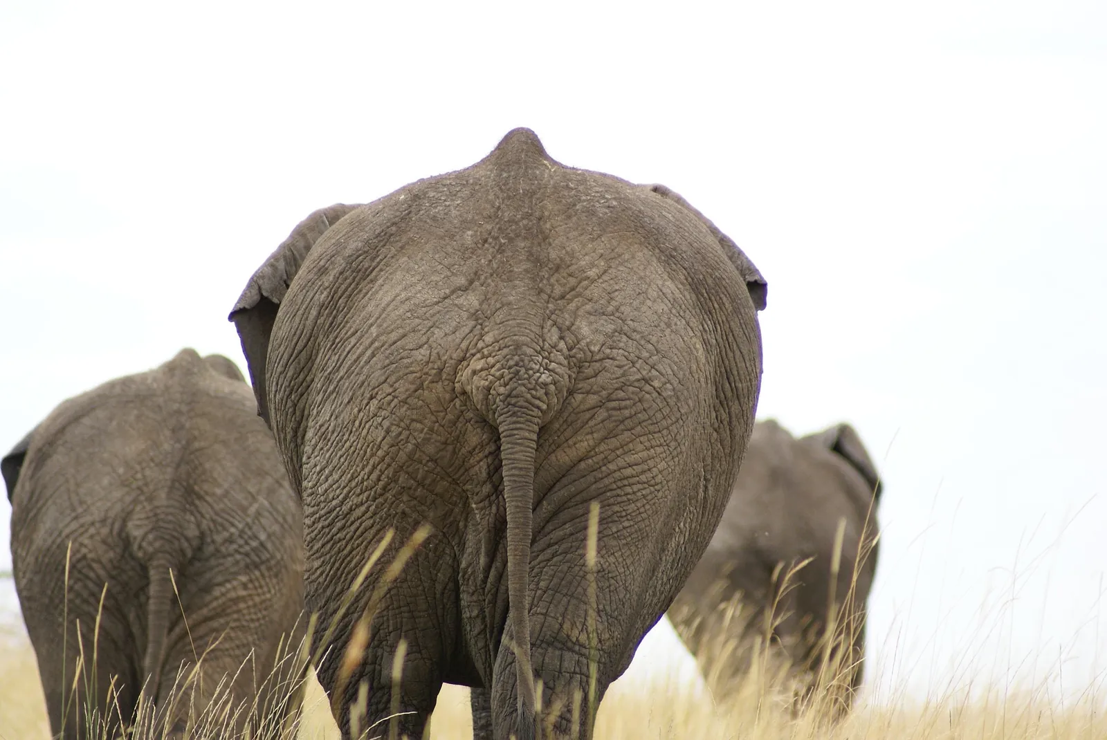 Elephants in Tsavo, Kenya