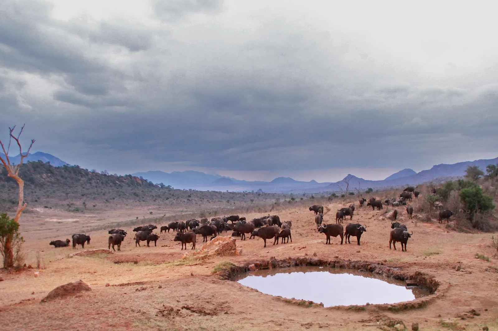 Elephants at a watering hole, Tsavo, Kenya
