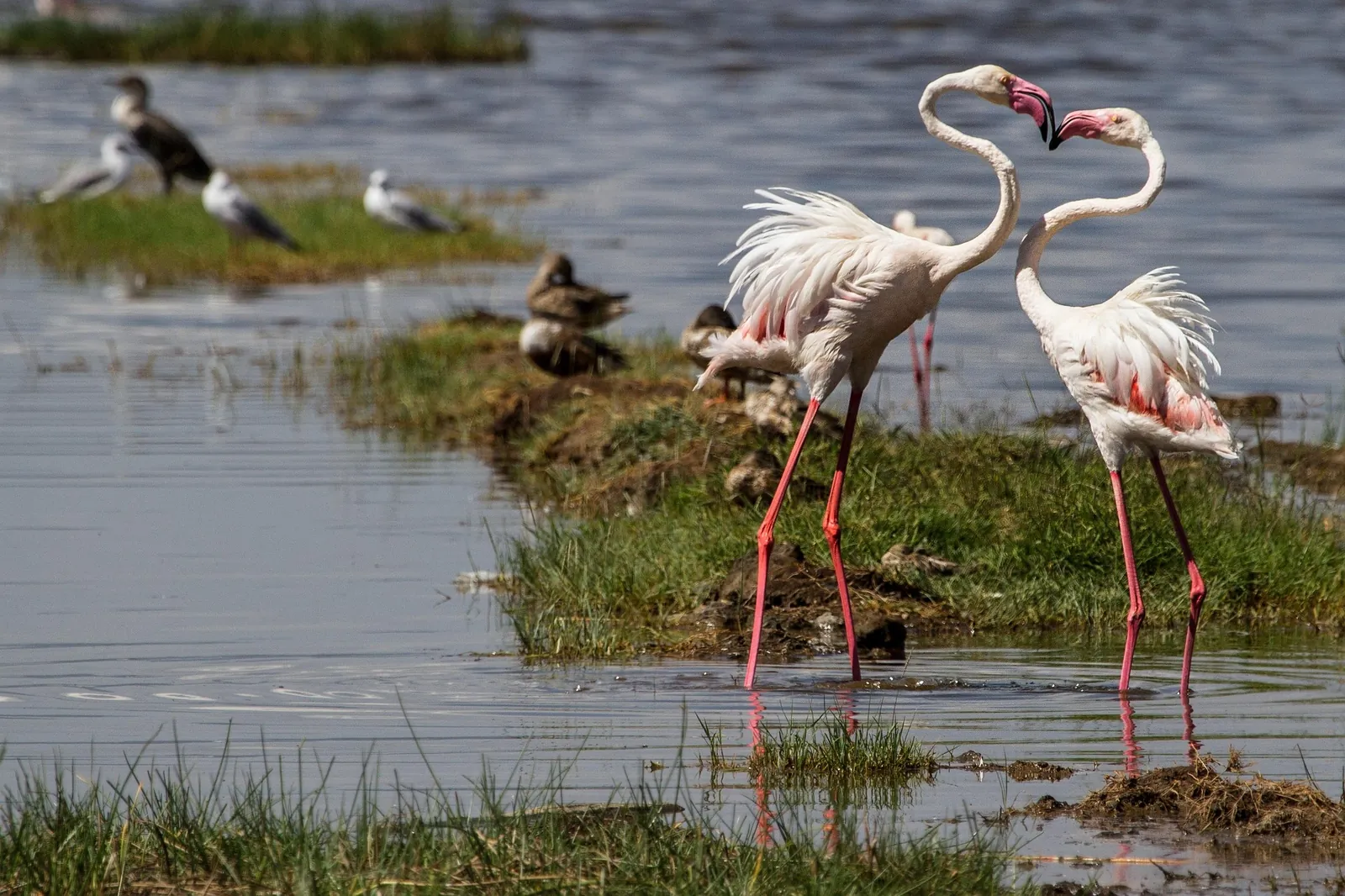 Flamingos at Lake Nakuru, Kenya