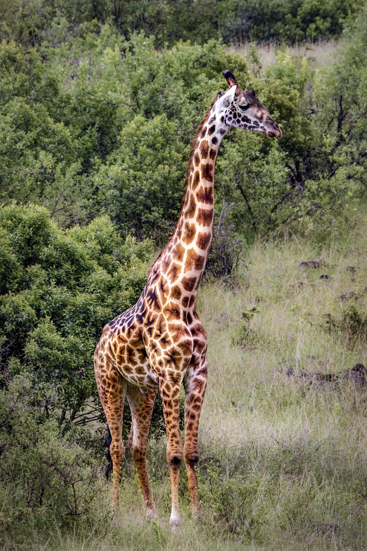 Giraffe feeding from an acacia tree, Laikipia