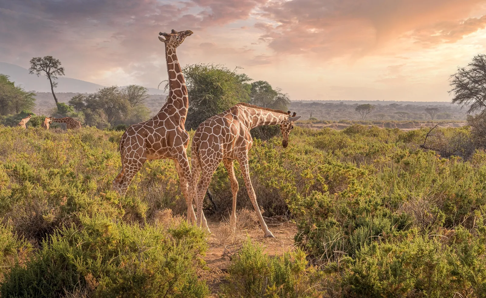 Pair of giraffes, Kenya safari