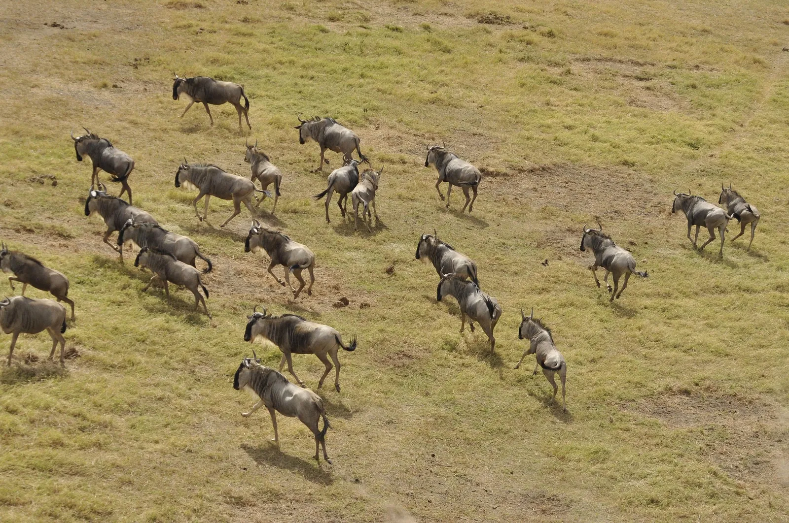 Great Migration wildebeest herd, Masai Mara
