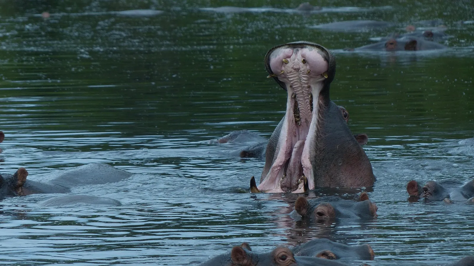Hippo in the water, Lake Naivasha, Kenya