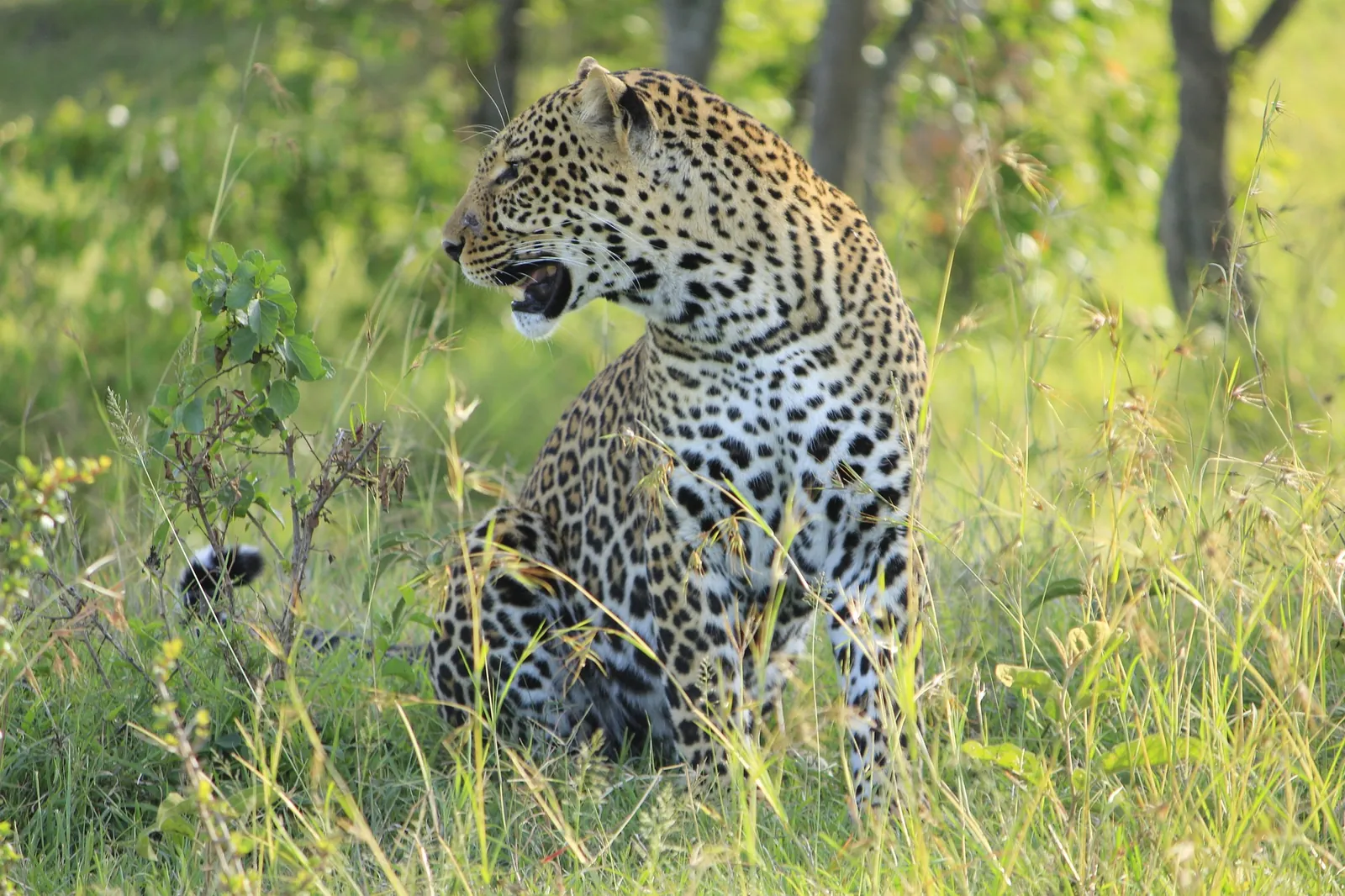 Leopard in the Masai Mara