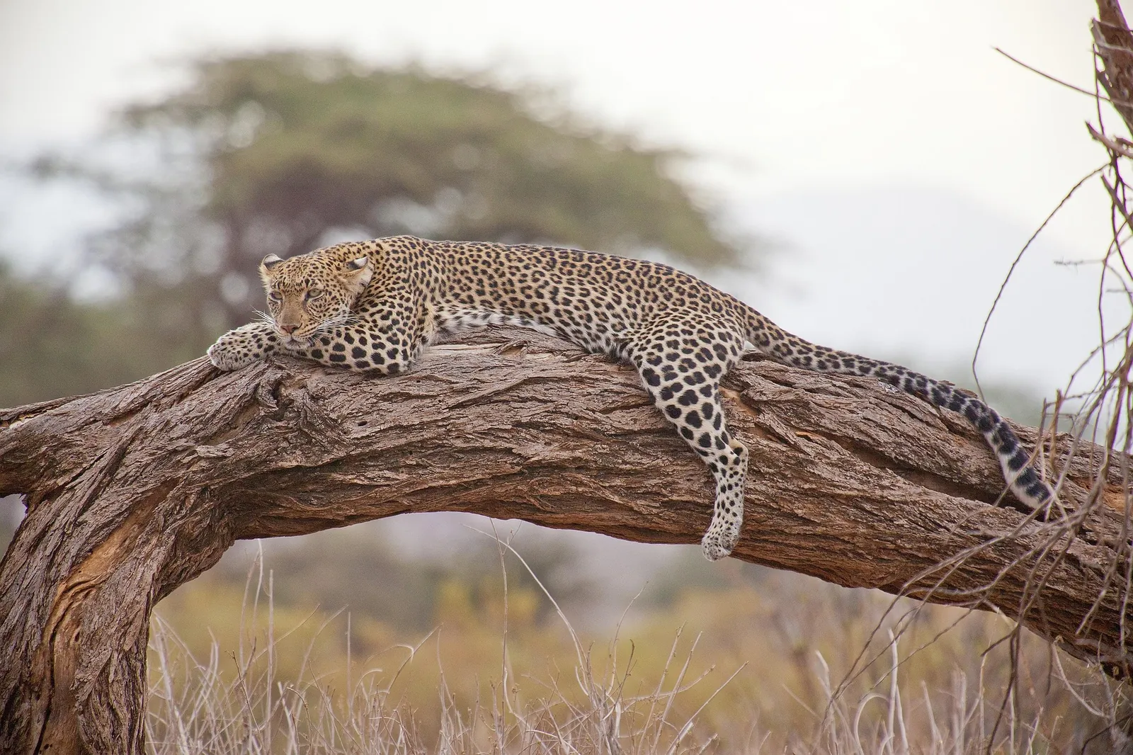 Leopard portrait, Kenya safari