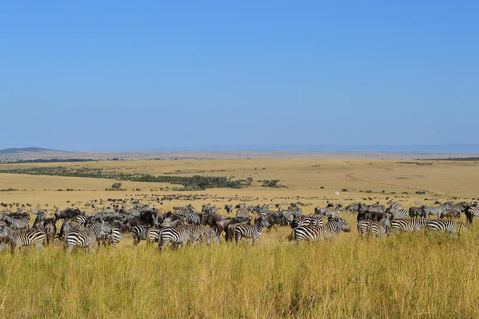 Safari vehicle at sunset near the Masai Mara