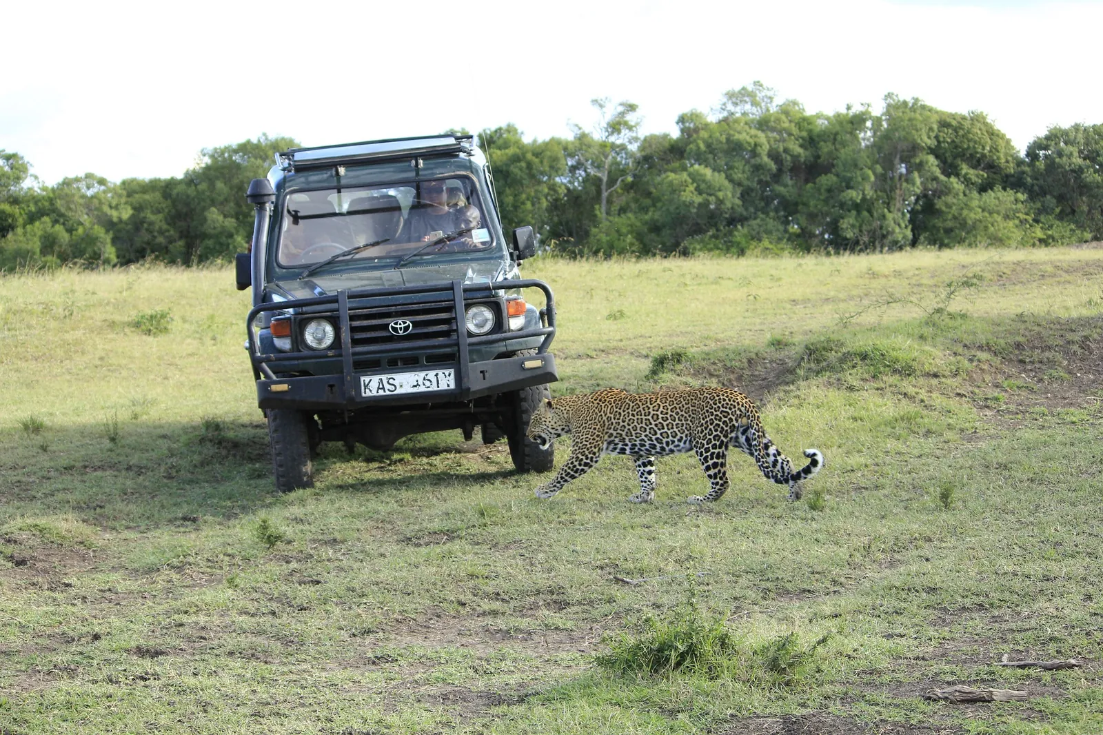 Masai Mara landscape, Kenya