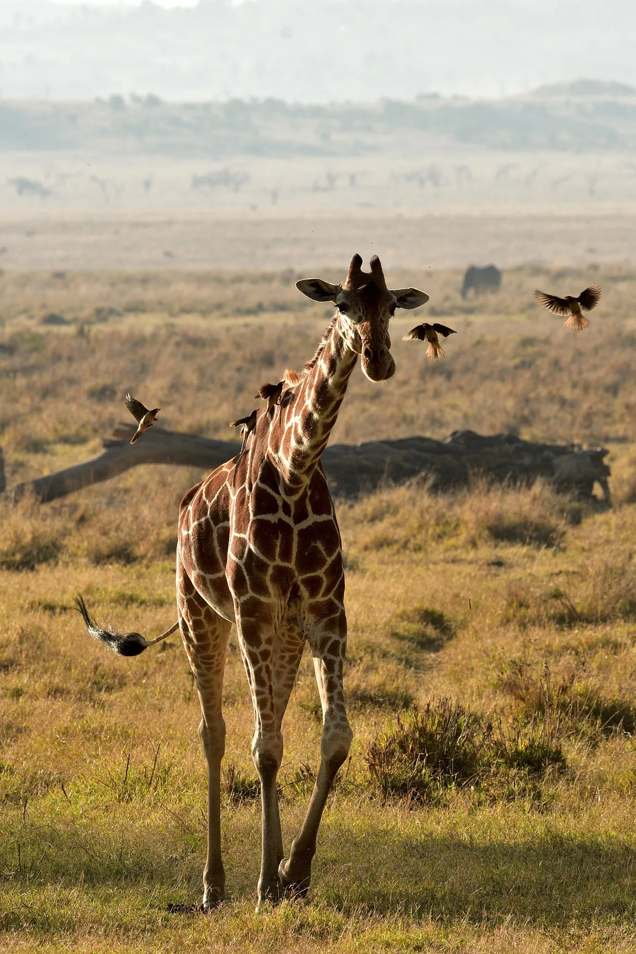 Close-up portrait of a giraffe, Kenya