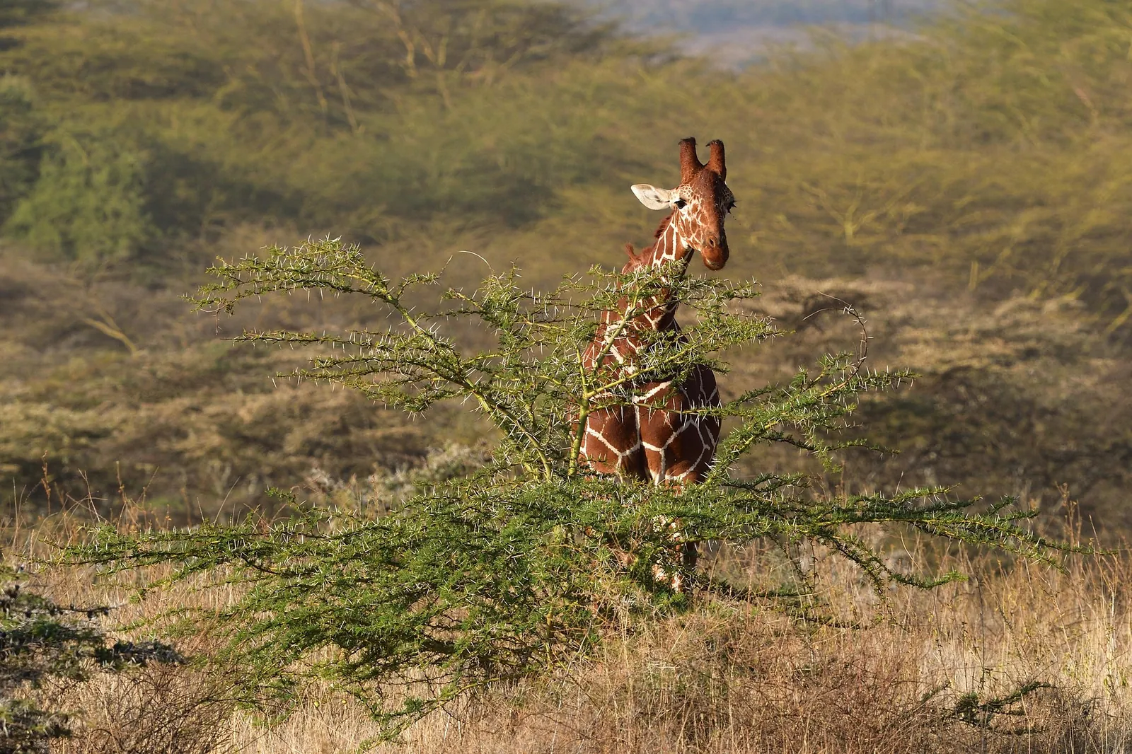 Reticulated giraffe, Samburu, Kenya
