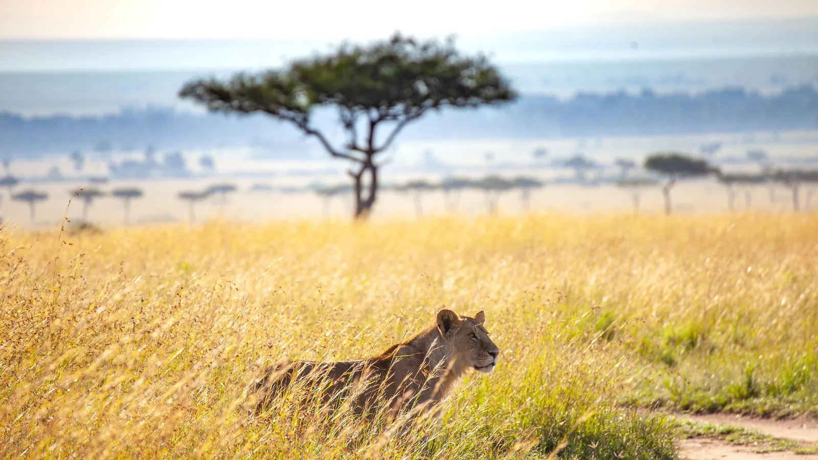 Open savannah landscape, Kenya