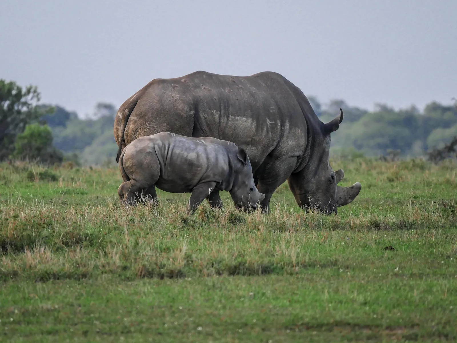 White rhino, Laikipia conservancy, Kenya
