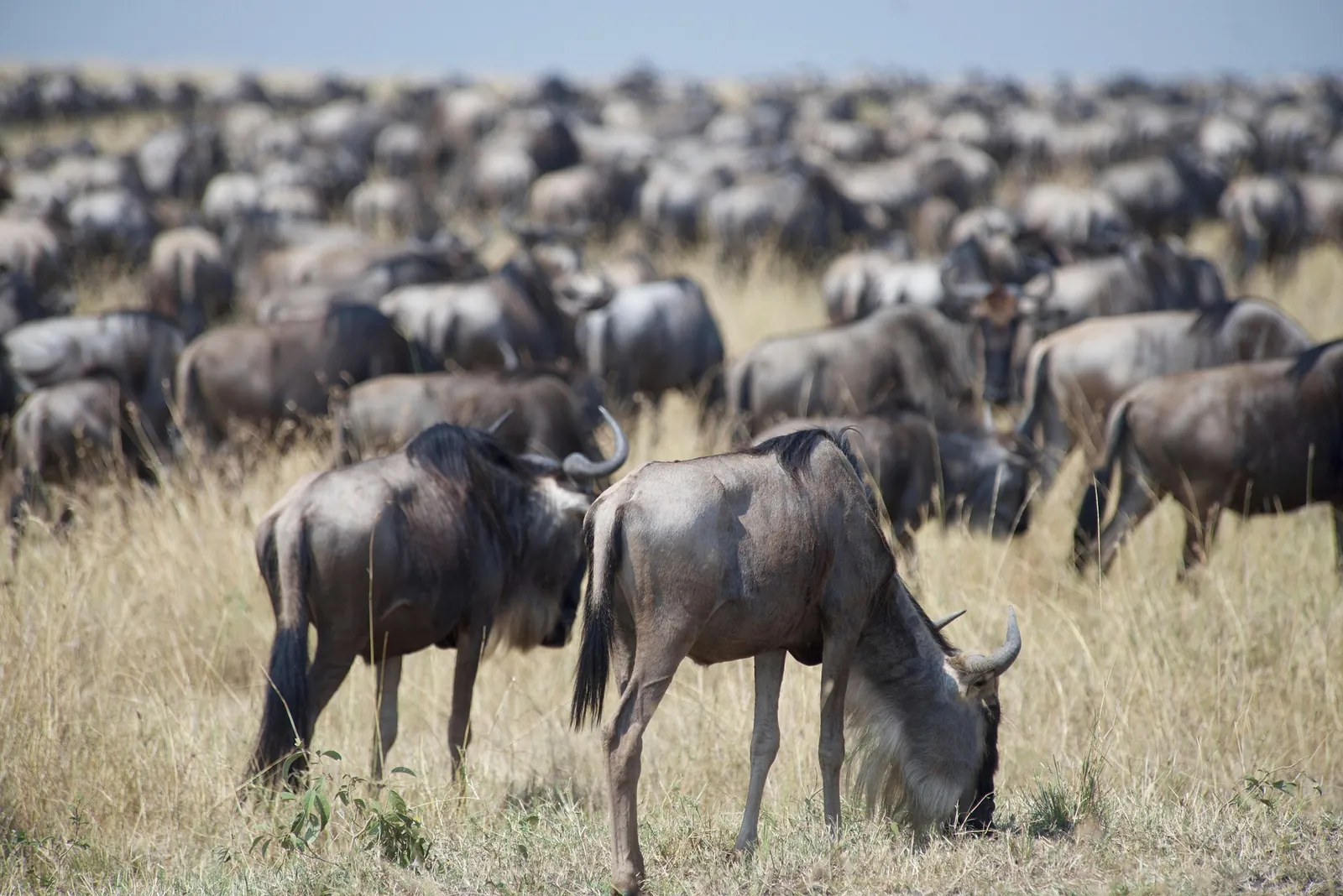 Wildebeest herd, Masai Mara, Kenya